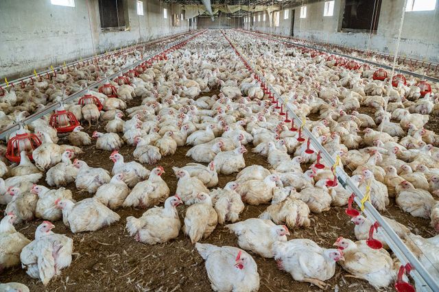 Antibiotikareduktion der Tierhaltung