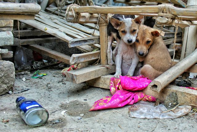 Das große Leid der Straßenhunde