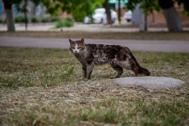 Bundesweite Kastrationspflicht für freilaufende Katzen