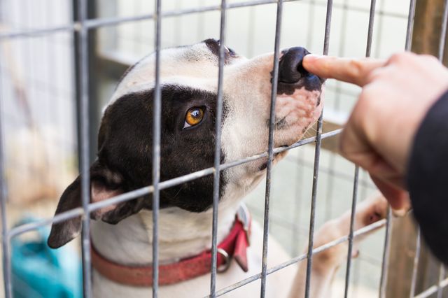 Wieder keine Unterstützung für Tierheime im Bundeshaushalt!