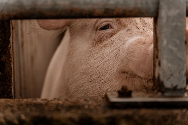 Bundesminister Rainer lenkt beim Umbau der Tierhaltung ein
