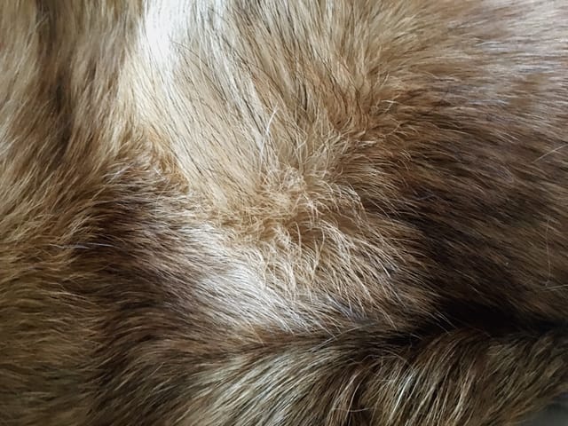 Echtpelz ist keine Mode – es ist Tierquälerei